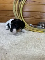 Minnie, a female Miniature Dachshund for sale in Hillsboro, OH – Photo 10 of 10