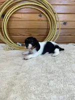 Minnie, a female Miniature Dachshund for sale in Hillsboro, OH – Photo 7 of 10