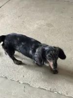 Taco AKC, a male Miniature Dachshund for sale in Hillsboro, OH – 6 of 6