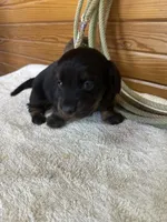 Paisley, a female Miniature Dachshund for sale in Hillsboro, OH – Photo 8 of 10