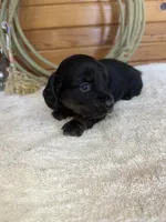 Paisley, a female Miniature Dachshund for sale in Hillsboro, OH – Photo 3 of 10