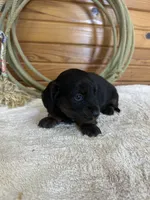 Paisley, a female Miniature Dachshund for sale in Hillsboro, OH – Photo 7 of 10