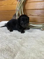 Paisley, a female Miniature Dachshund for sale in Hillsboro, OH – Photo 5 of 10