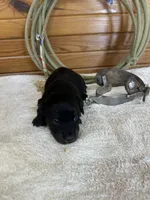 Paisley, a female Miniature Dachshund for sale in Hillsboro, OH – Photo 10 of 10