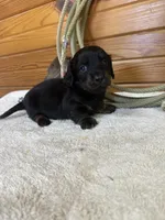 Paisley, a female Miniature Dachshund for sale in Hillsboro, OH – Photo 9 of 10