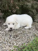 Yukon LGD, a male Anatolian Shepherd Dog and Maremma Sheepdog for sale in Hillsboro, OH – 7 of 9