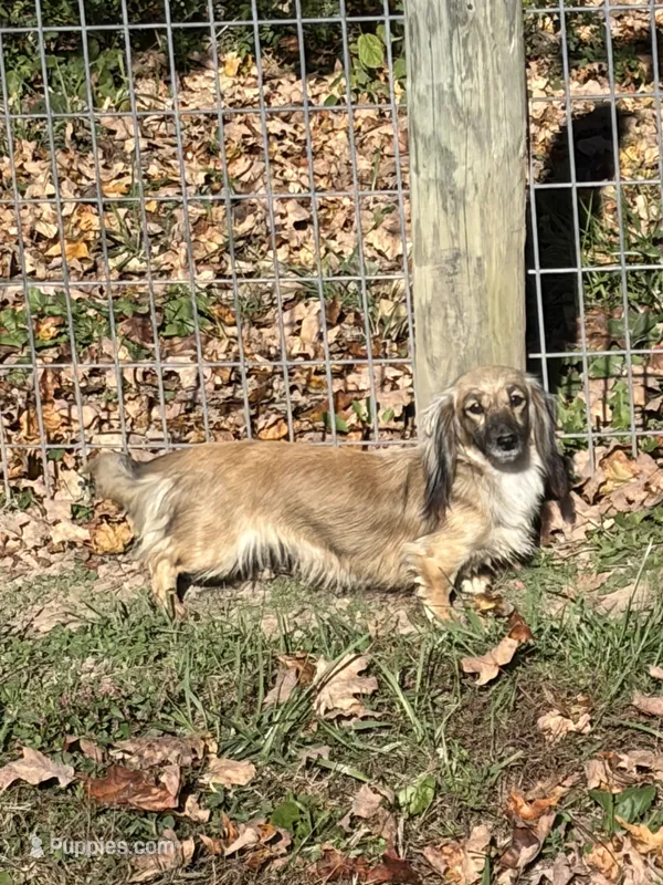 Miss Lilly- AKC – Miniature Dachshund puppy for sale in Hillsboro, OH