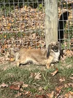 Miss Lilly- AKC, a female Miniature Dachshund for sale in Hillsboro, OH – 1 of 3