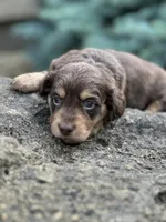 Coco AKC, a female Miniature Dachshund for sale in Hillsboro, OH – 6 of 10