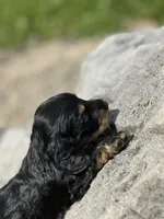 Mr. Wiggles AKC, a male Miniature Dachshund for sale in Hillsboro, OH – 2 of 10
