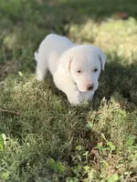 Storm LGD, a male Anatolian Shepherd Dog and Maremma Sheepdog for sale in Hillsboro, OH – 9 of 10
