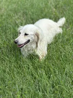 June, a female Miniature Dachshund for sale in Hillsboro, OH – 3 of 10