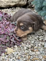 Coco AKC, a female Miniature Dachshund for sale in Hillsboro, OH – 9 of 10