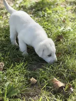 Duke LGD, a male Anatolian Shepherd Dog and Maremma Sheepdog for sale in Hillsboro, OH – 6 of 10
