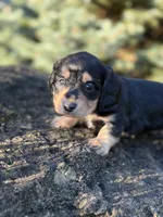 Paisley - AKC, a female Miniature Dachshund for sale in Hillsboro, OH – 5 of 10