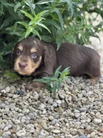 Coco AKC, a female Miniature Dachshund for sale in Hillsboro, OH – 7 of 10
