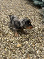Slinky AKC, a male Miniature Dachshund for sale in Hillsboro, OH – 4 of 10