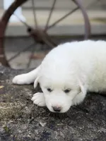Yukon LGD, a male Anatolian Shepherd Dog and Maremma Sheepdog for sale in Hillsboro, OH – 3 of 9