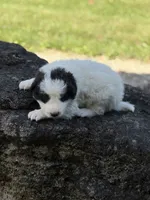 Smokey LGD, a male Anatolian Shepherd Dog and Maremma Sheepdog for sale in Hillsboro, OH – 10 of 10