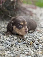 Coco AKC, a female Miniature Dachshund for sale in Hillsboro, OH – 3 of 10