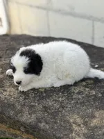 Smokey LGD, a male Anatolian Shepherd Dog and Maremma Sheepdog for sale in Hillsboro, OH – 6 of 10