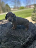 Scooter, a male Miniature Dachshund for sale in Hillsboro, OH – Photo 3 of 10