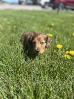 Scooter, a male Miniature Dachshund for sale in Hillsboro, OH – Photo 5 of 10