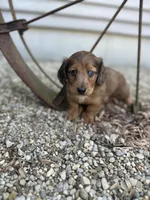 Scooter, a male Miniature Dachshund for sale in Hillsboro, OH – Photo 8 of 10