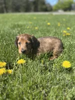 Scooter, a male Miniature Dachshund for sale in Hillsboro, OH – Photo 6 of 10