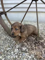 Scooter, a male Miniature Dachshund for sale in Hillsboro, OH – Photo 7 of 10