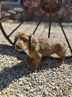 Scooter, a male Miniature Dachshund for sale in Hillsboro, OH – Photo 9 of 10