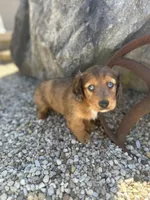 Scooter, a male Miniature Dachshund for sale in Hillsboro, OH – Photo 2 of 10