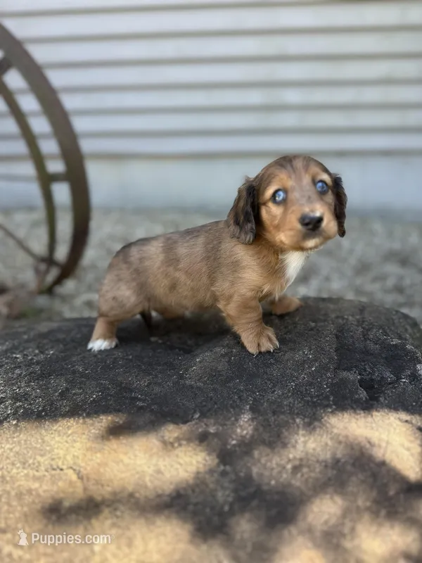 Scooter – Miniature Dachshund puppy for sale in Hillsboro, OH