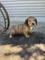 Scooter, a male Miniature Dachshund for sale in Hillsboro, OH – Photo 4 of 10