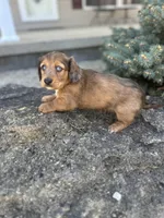 Scooter, a male Miniature Dachshund for sale in Hillsboro, OH – Photo 10 of 10