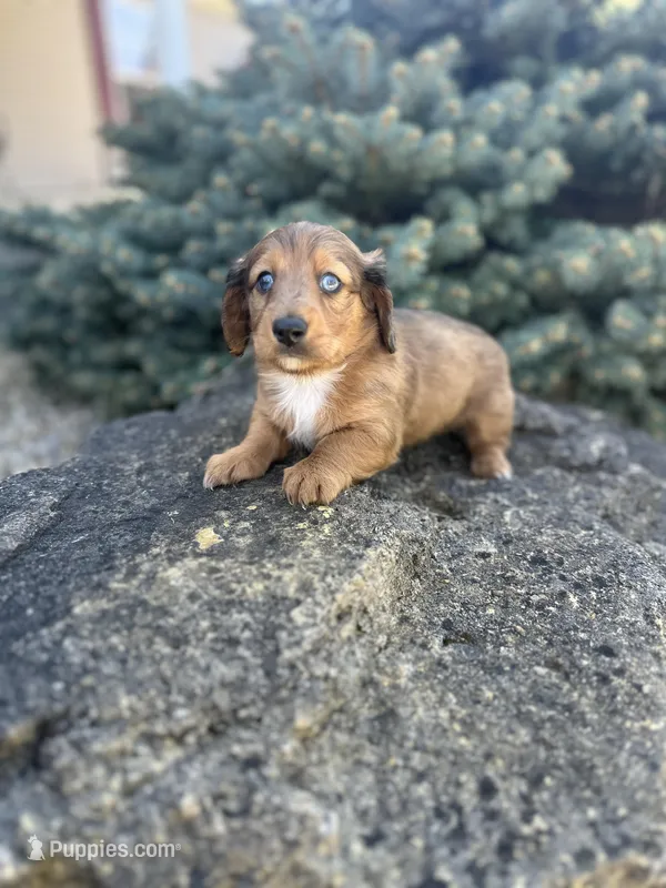 Scooter – Miniature Dachshund puppy for sale in Hillsboro, OH