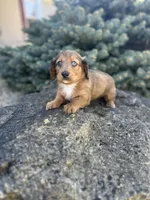 Scooter, a male Miniature Dachshund for sale in Hillsboro, OH – Photo 1 of 10