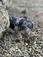 Gracie, a female Miniature Dachshund for sale in Hillsboro, OH – Photo 6 of 10