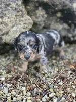 Gracie, a female Miniature Dachshund for sale in Hillsboro, OH – Photo 5 of 10