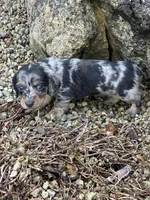 Gracie, a female Miniature Dachshund for sale in Hillsboro, OH – Photo 10 of 10