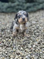 Gracie, a female Miniature Dachshund for sale in Hillsboro, OH – Photo 3 of 10