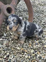 Gracie, a female Miniature Dachshund for sale in Hillsboro, OH – Photo 9 of 10