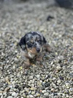Gracie, a female Miniature Dachshund for sale in Hillsboro, OH – Photo 2 of 10