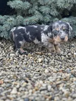 Gracie, a female Miniature Dachshund for sale in Hillsboro, OH – Photo 7 of 10