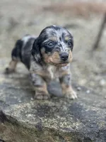Gracie, a female Miniature Dachshund for sale in Hillsboro, OH – Photo 1 of 10