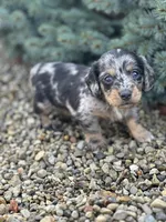 Gracie, a female Miniature Dachshund for sale in Hillsboro, OH – Photo 4 of 10