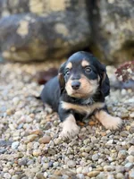 Paisley - AKC, a female Miniature Dachshund for sale in Hillsboro, OH – 9 of 10