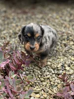 Slinky AKC, a male Miniature Dachshund for sale in Hillsboro, OH – 6 of 10