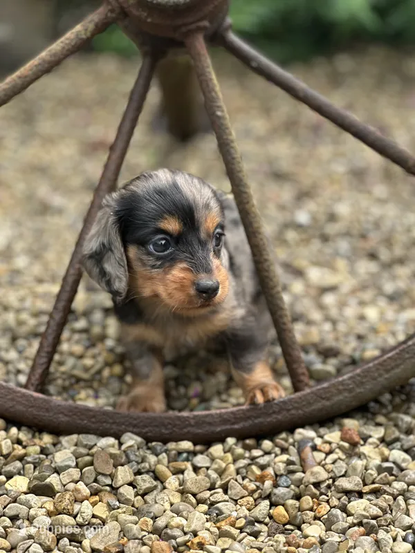 Slinky AKC – Miniature Dachshund puppy for sale in Hillsboro, OH
