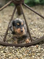 Slinky AKC, a male Miniature Dachshund for sale in Hillsboro, OH – 2 of 10